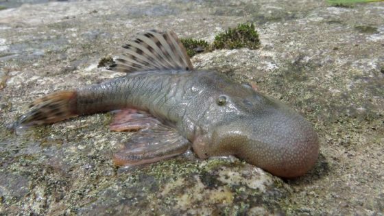 Discovery Of 27 New Species In Peru Unveils 'Bizarre' Blob-Headed Fish ...