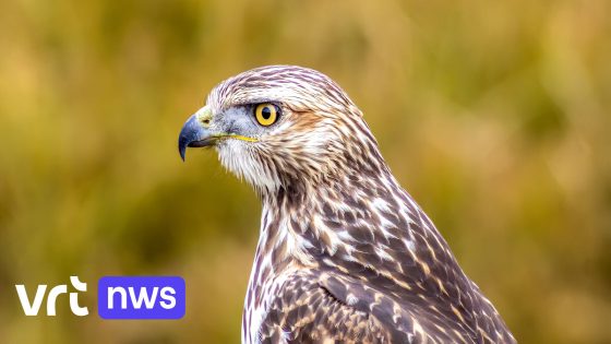 Deze maand al zeker 25 buizerds binnengebracht bij Natuurhulpcentrum Oudsbergen: "Allemaal te maken met natte weer"