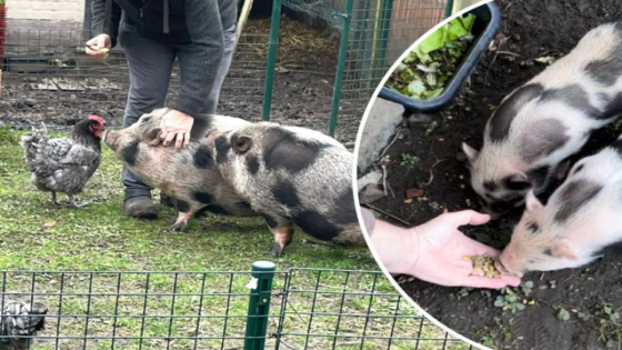 Altijd een biggetje in huis willen hebben? Knuffelvarkens Filou en Zorro zoeken nieuwe thuis: “Ze volgen mijn man overal” (Binnenland)