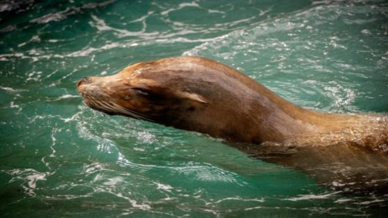 Zoo van Antwerpen verliest diersoort en K3 verliest spitsvondige schrijvers