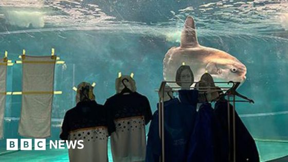 Aquarium sticks human photos on tank for 'lonely' sunfish