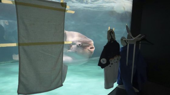 Fake Humans Break Sunfish Out of Its Funk