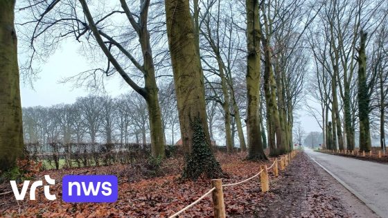 Boechout beschermt 100-jarige beukendreef: "Wandelen tussen bomen niet langer toegestaan"