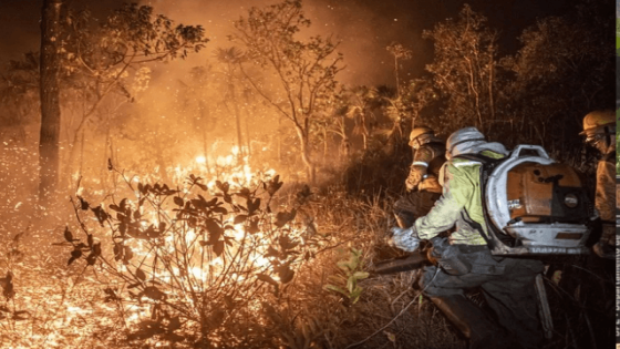 Brasil registra crescimento de 79% nas áreas queimadas, segundo MapBiomas