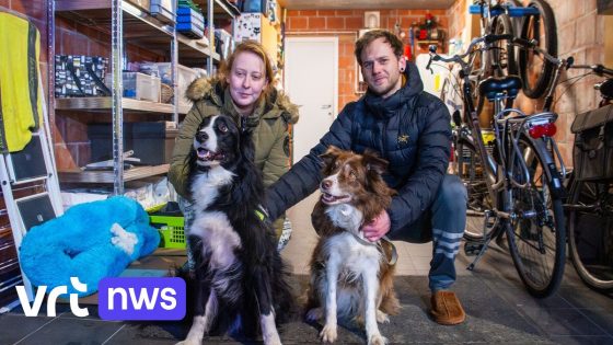 Brugs koppel ontdekt woningbrand dankzij blaffende honden: "zij zijn de helden van de avond" - VRT.be