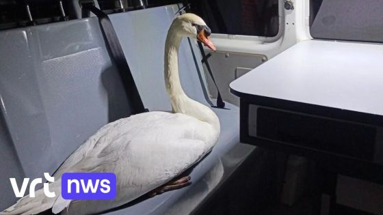 Politie Brugge pakt zwaantje op dat het verkeer verstoort