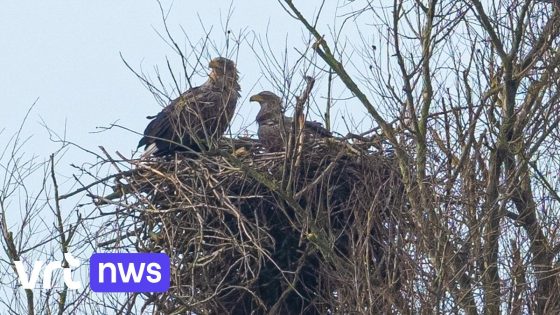 Conservator beschuldigd van verstoren zeearendsnest in De Blankaart in Diksmuide