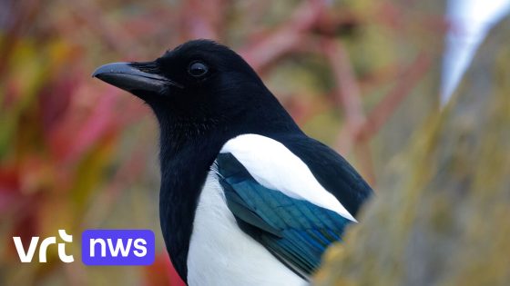 Ekster is 'vogel van het jaar', maar jaarlijks worden er tienduizenden gedood