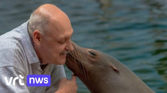 Superfans nemen afscheid van zeeleeuwen in ZOO Antwerpen: "Ze zijn onvervangbaar"