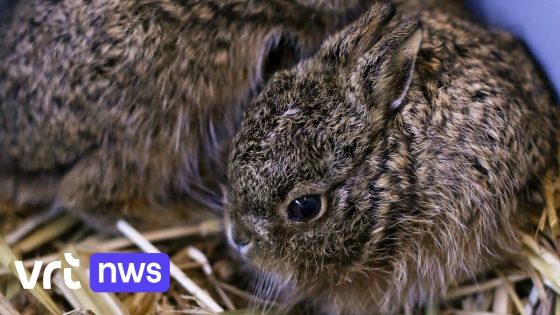 "Laat jonge haasjes liggen, ze zijn niet achtergelaten door moeder", waarschuwt opvangcentrum in Herenthout