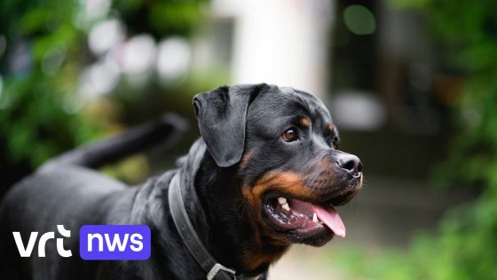 "Mensen leven hier in angst": burgemeester Meise eist muilkorven voor rottweilers na reeks incidenten 