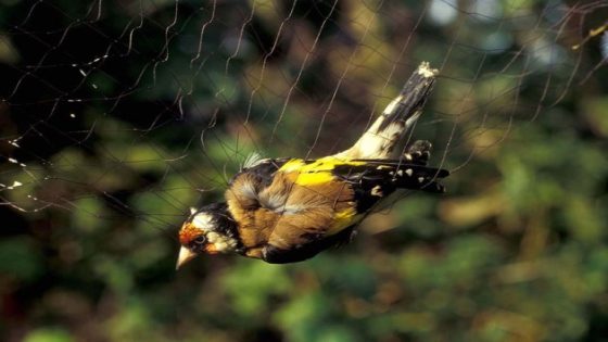 Natuurinspectie deelt rake klappen uit in milieu illegale vogelvangst in Noord-Limburg (Hasselt) - Het Belang van Limburg