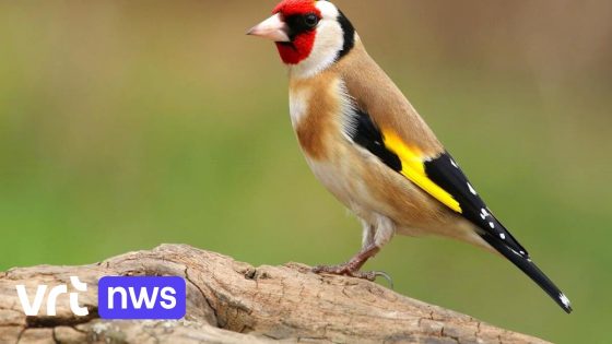 Natuurinspectie ontdekt 500 illegale vangtuigen en 60 beschermde vogels in Limburg