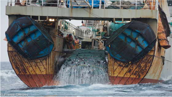 Barcos portugueses envolvidos em fraude massiva de pesca ilegal em zonas protegidas: mais de 400 casos de fraude suspeitos