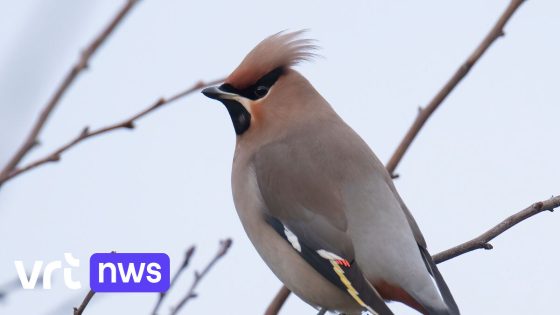 Zeldzame pestvogel lokt vogelspotters naar tuin in Assebroek