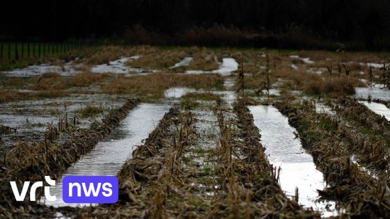 Ook in Vlaanderen wateroverlast mogelijk door storm Éowyn: tot 40 liter regen per vierkante meter