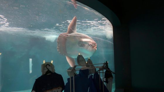 Sunfish that was unwell after aquarium's closure recovers after human cutouts set up