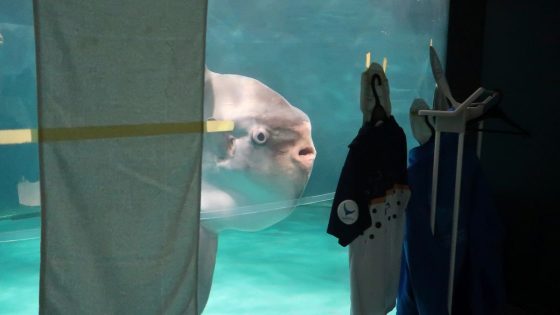 Sunfish That Got Sick From Lack Of Visitors Recovers With Help From Cardboard Cutouts