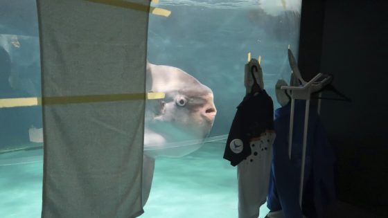 Sunfish that got sick after aquarium closed has recovered — thanks to human cutouts