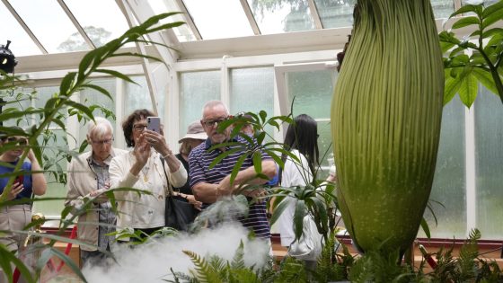 Corpse flower: Thousands line up to sniff a rare plant that reeks of garbage