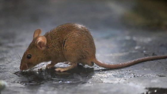 Chaos erupts in Houston: Drug-gobbling rats threaten hundreds of police cases!