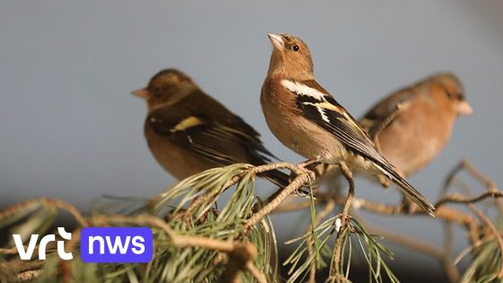 400 zangvogels in beslag genomen in Zuid-Limburg: "Opgeleid voor vinkenzetten"