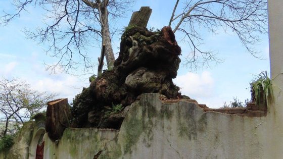 Corte de castanheiro com mais de 600 anos motiva queixa à PGR