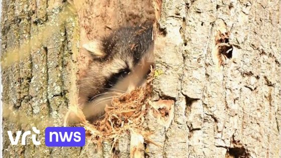 Alwéér wasbeer gespot in Vlaams-Brabant: "Al 3e in enkele weken tijd"