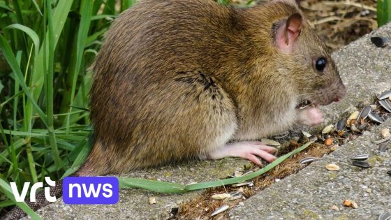 Te slimme ratten of werken slimme vallen in Tienen niet naar behoren? In half jaar amper 27 ratten gevangen