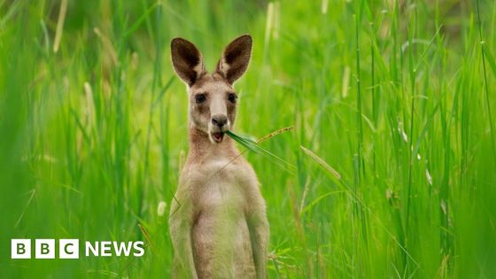 Australian scientists produce first kangaroo embryo using IVF