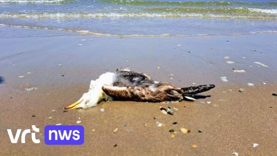 Opnieuw vogelgriep aan de kust: "Signaleer zieke of dode vogels zodat meer onderzoek kan gebeuren"