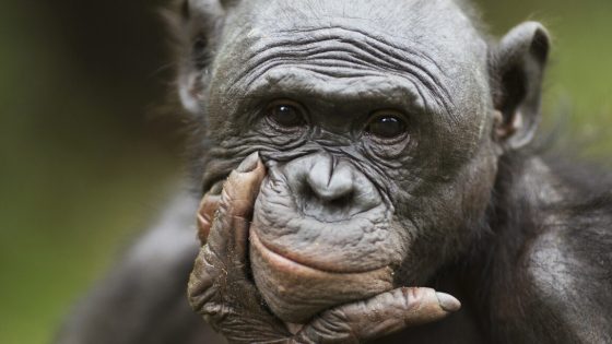 Image of a bonobo's face, looking pensively at the camera, with its chin cupped in its right hand.