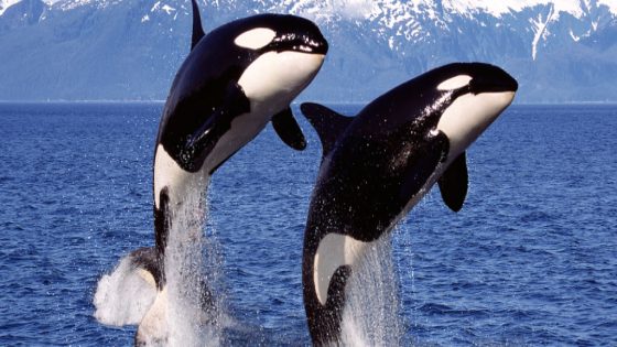 DNA Confirms Orcas Prey Upon One of Australia's Deadliest Marine Predators : ScienceAlert