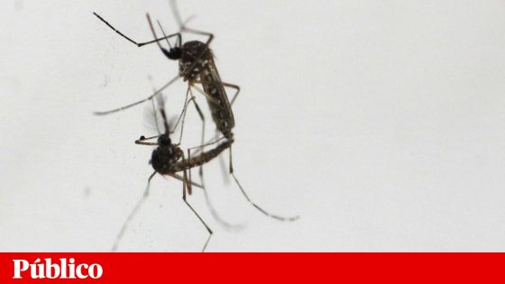 Vírus da dengue identificado em mosquito numa armadilha de monitorização na Madeira | Saúde