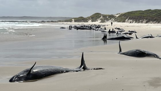 Experts give up hope for 157 false killer whales stranded on a beach in Australia