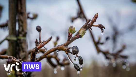 Fruitbomen in Hageland sterven af door zware regenval, oogst van kersen en appels bedreigd 