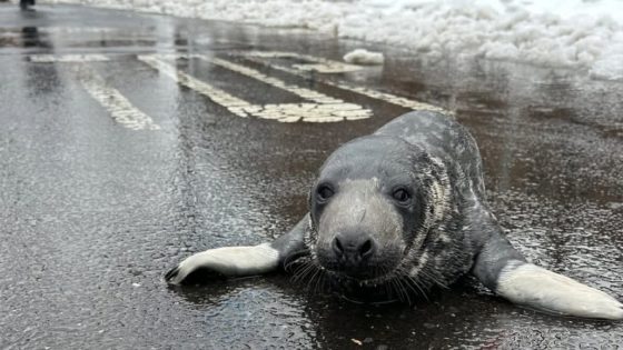 Seal rescued from downtown New Haven : NPR