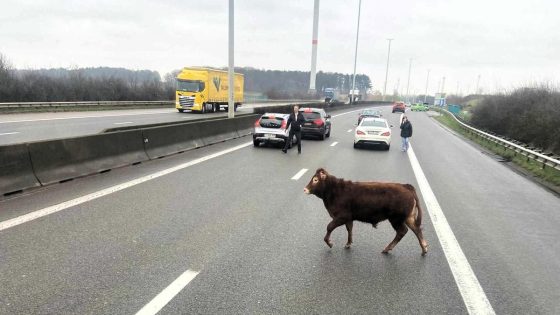 Autobestuurders opgeschrikt door jonge stier die plots op E314 opduikt: “Hij leek niet te beseffen wat er aan het gebeuren was”