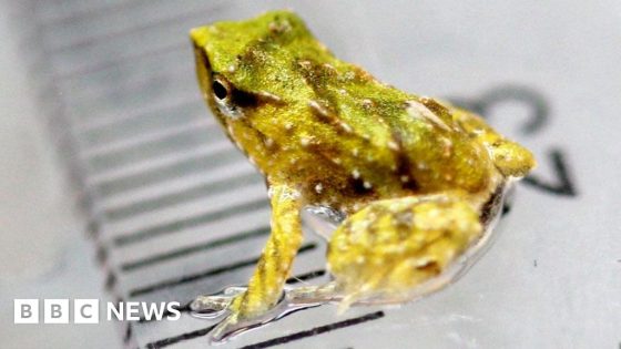 Endangered frog dads 'give birth' after 7,000-mile trip