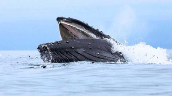 Was this man really swallowed by a whale? Experts analysed the video and here’s what they think