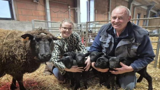 Filip verwelkomt zesling lammetjes op zijn boerderij: “Ik kon mijn ogen niet geloven” (Tielt)