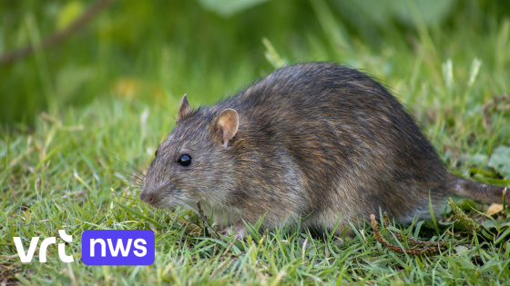 Halle heeft al 1.000 ratten gevangen met slimme vallen: "Diervriendelijker dan vergif"