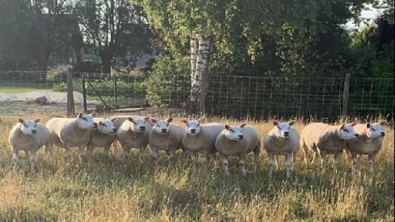 Zes drachtige schapen gestolen uit weide: “Die dieren zijn het levenswerk van mijn overleden schoonvader” (Berlare)