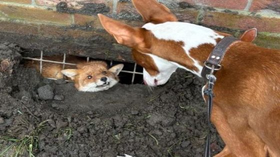 Hartverwarmend: hond leidt baasje naar vos die gekneld zit onder gebouw in Gent (Gent)