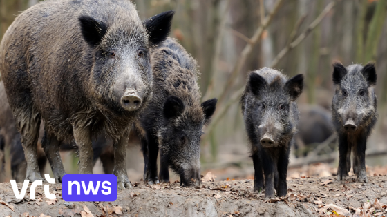 Vorig jaar 4 keer zoveel everzwijnen neergeschoten in Limburg als in de rest van Vlaanderen