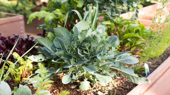 Martha Stewart Shared Everything She's Growing in Her Greenhouse Right Now