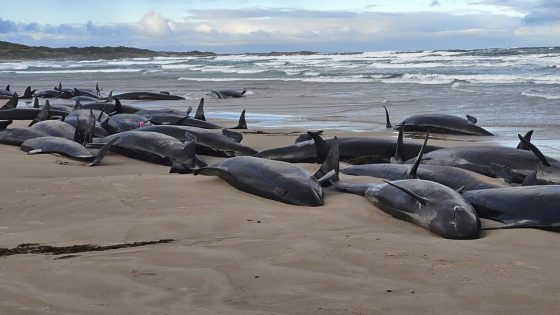 157 False Killer Whales Beached in Australia