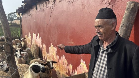 Morocco urges people to not buy sheep for Eid al-Adha celebrations