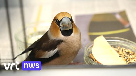 Natuurhulpcentrum Oudsbergen vangt 120 in beslag genomen zangvogels op