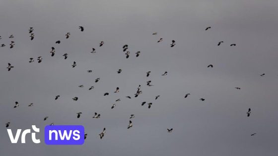 Natuurpunt dient bezwaar in tegen windmolen van 230 meter in Mechelen: "Duizenden trekvogels in gevaar"